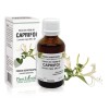 Extract mlădite caprifoi (Lonicera nigra) 50ml, PlantExtrakt