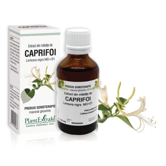 Extract mlădite caprifoi (Lonicera nigra) 50ml, PlantExtrakt
