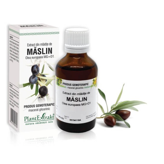 Extract mlădite măslin (Olea europaea) 50ml, PlantExtrakt