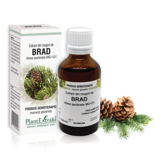 Extract muguri brad (Abies pectinata) 50ml, PlantExtrakt