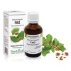 Extract muguri fag (Fagus sylvatica) 50ml, PlantExtrakt