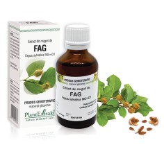 Extract muguri fag (Fagus sylvatica) 50ml, PlantExtrakt