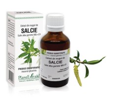 Extract muguri salcie (Salix alba gemme) 50ml, PlantExtrakt