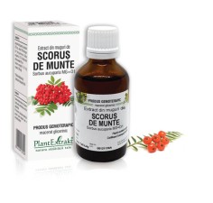 Extract muguri scorus de munte (Sorbus aucuparia) 50ml, PlantExtrakt