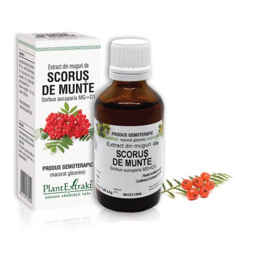 Extract muguri scorus de munte (Sorbus aucuparia) 50ml, PlantExtrakt