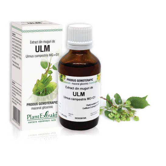 Extract muguri ulm (Ulmus campestris) 50ml, PlantExtrakt